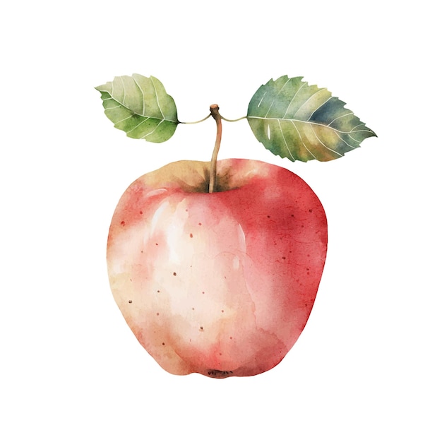 Vector red apple vector watercolor