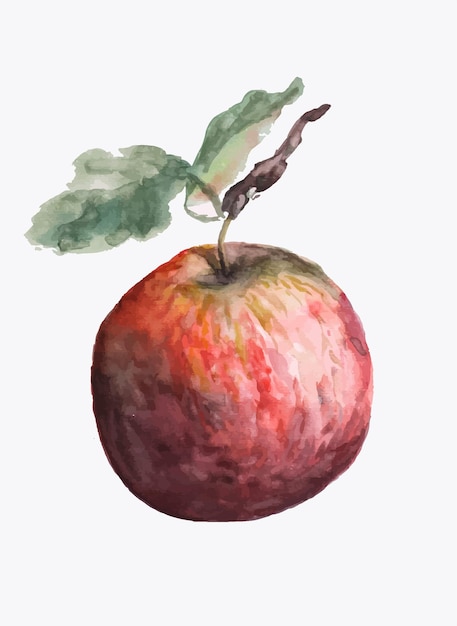 red apple watercolor botanical illustration isolated tasty summer fruit vegan snack natural