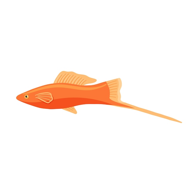 Vector red aquarium fish swordfish clipart isolated on white background