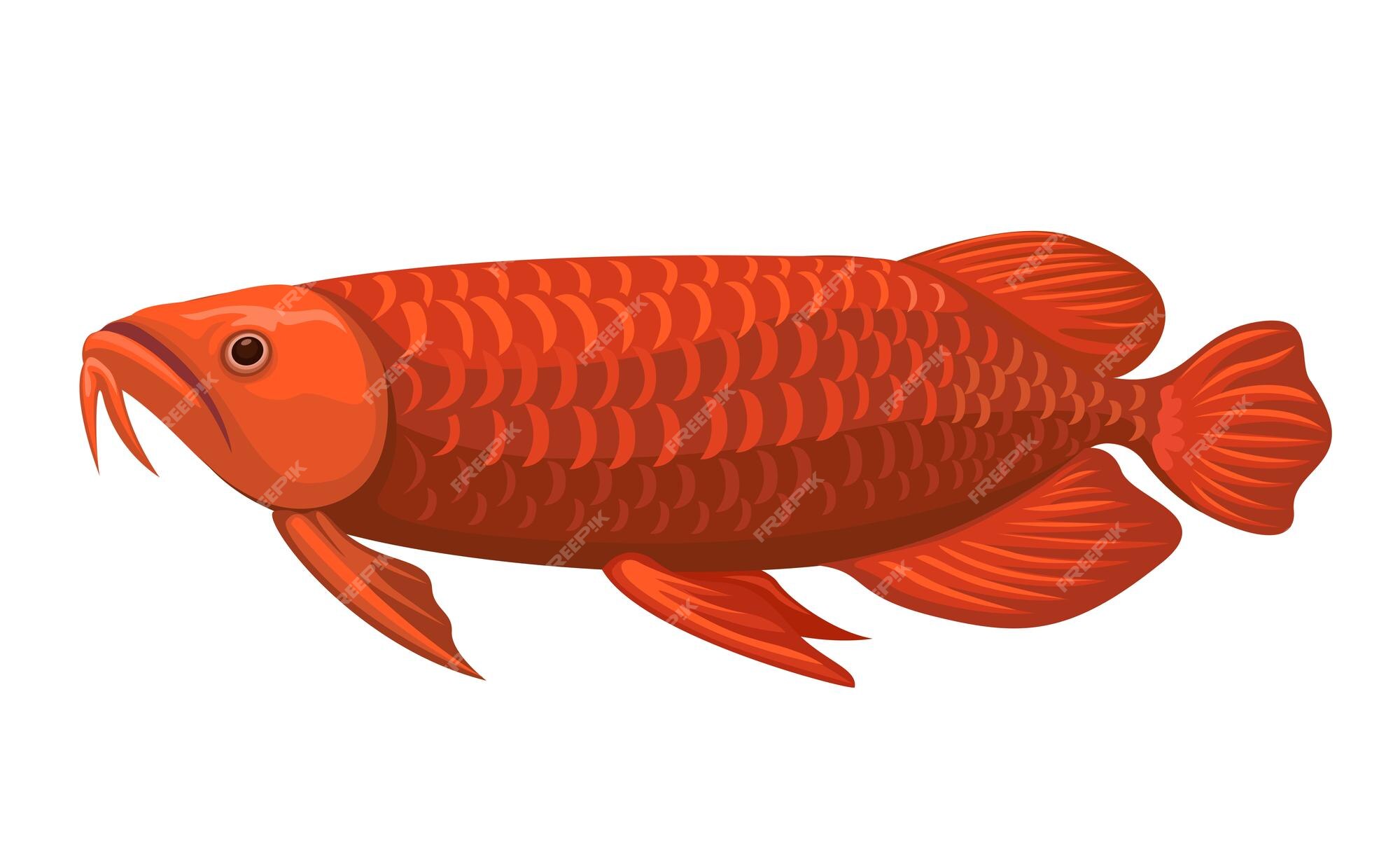 Premium Vector | Red arowana exotic fish animal species cartoon  illustration vector