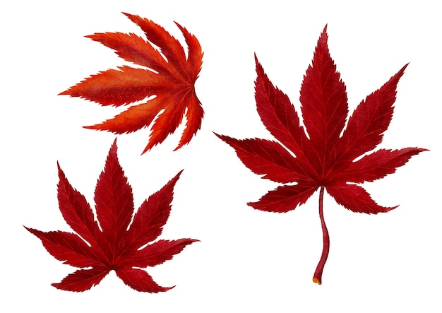 Red autumn Maple Leave Watercolor Painting Style VECTOR