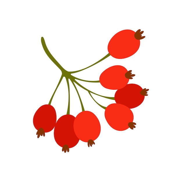 Vector red barberries ripe berberine cartoon plants