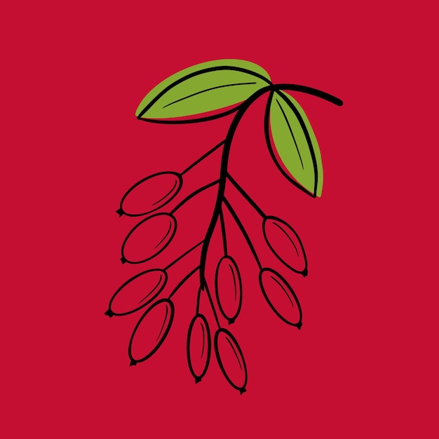 Red barberry with leaves on a white background