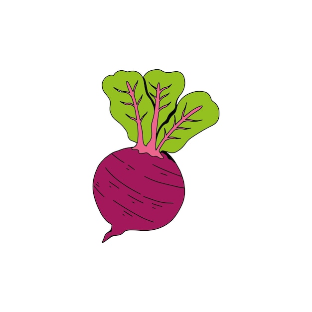 Vector red beet vector illustration on white background