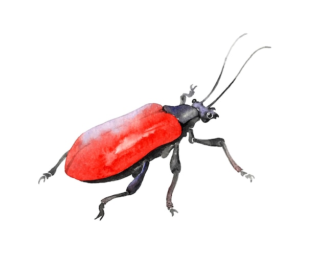 Red beetle an agricultural insect pest traced watercolor