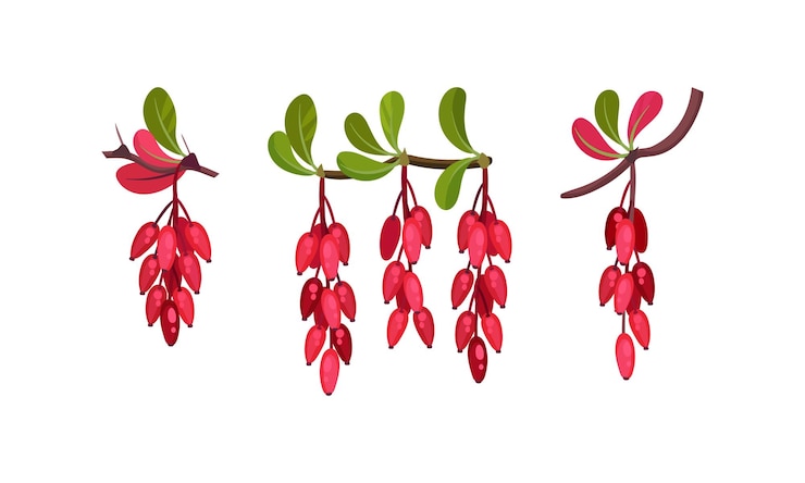 Vector red berberis or barberry hanging on leafy twig vector set