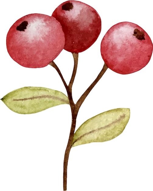 Red berry vector