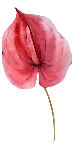 Red Burgundy Watercolor Fall Anthurium Flower isolated on White Backgound Clipart. Autumn Floral