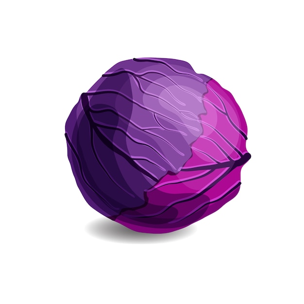 Vector red cabbage isolated on white background.