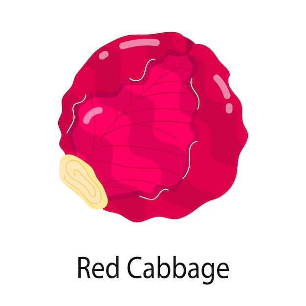 Vector a red cabbage with the word red cabbage on it