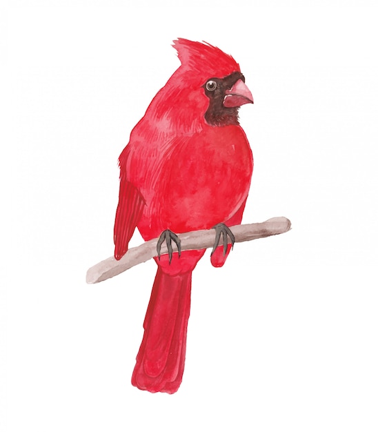 Vector red cardinal bird watercolor illustration