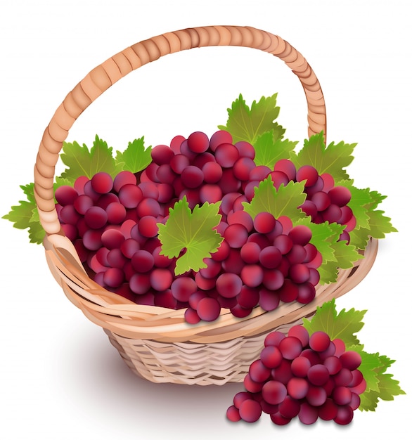 Premium Vector Red cardinal grapes in a basket