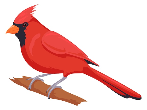 Vector red cardinal on tree branch wild nature fauna