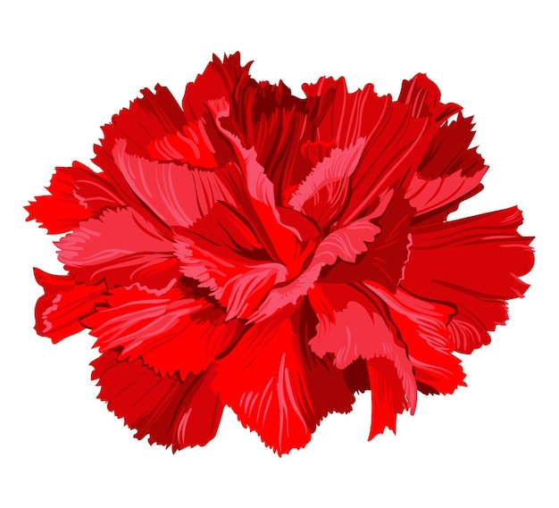 Vector red carnations a white background