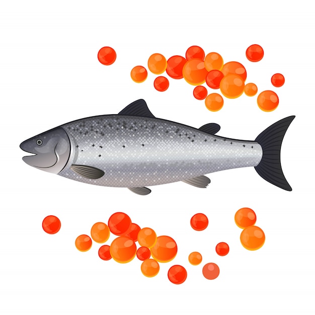 Vector red caviar and salmon isolated