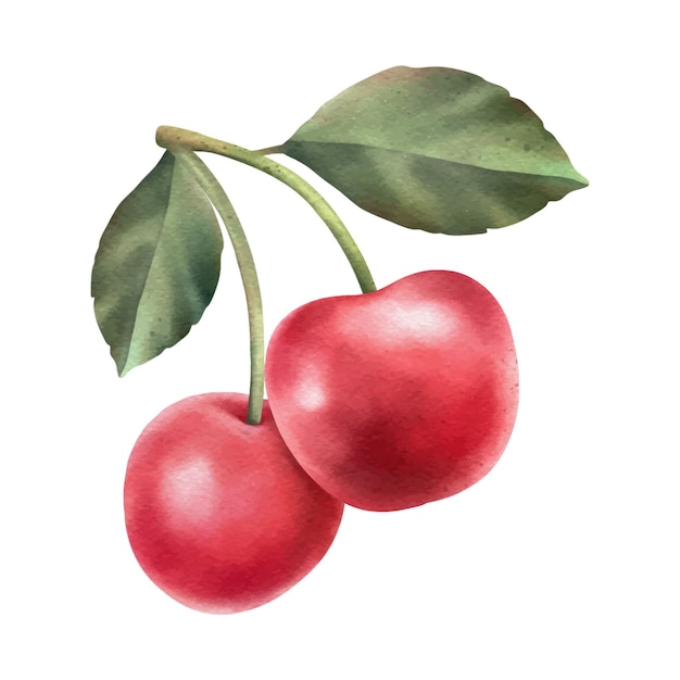 Red cherry element. Hand drawn watercolor illustration