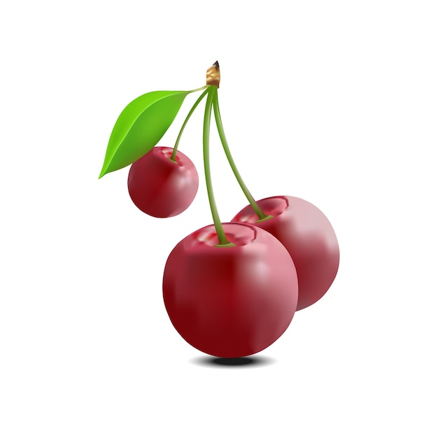 Red cherry fruit vector illustration Modern realistic style cherry on white background