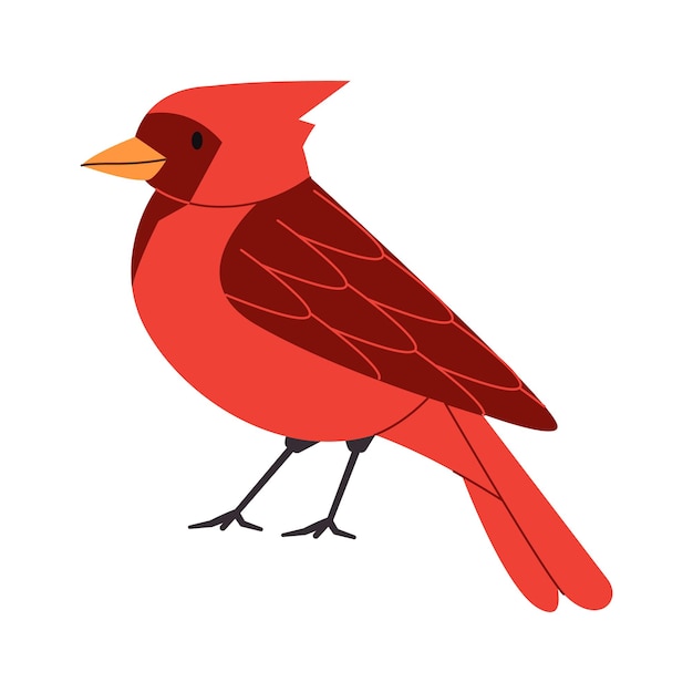 Vector red color small bird northern cardinal species pretty cute nature animal beautiful wildlife creature