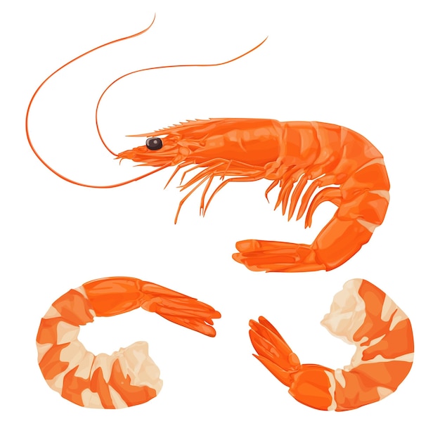 Red cooked shrimp or prawns isolated on white background.vector illustration cartoon style.