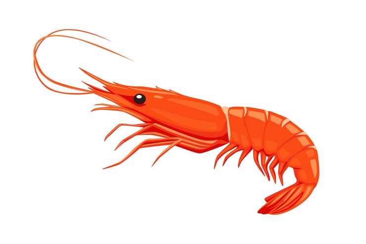 Vector red cooked shrimp and vector hand drawn shrimp isolated on white background