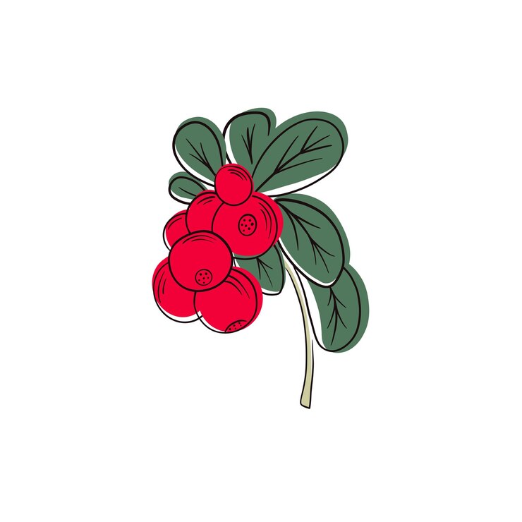 Vector red cowberries on stem with leaves flat vector icon