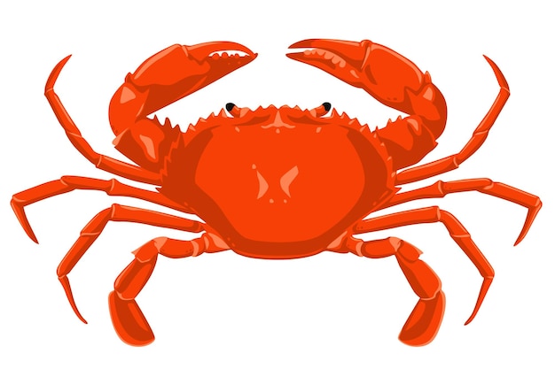 Vector red crab isolated on white background