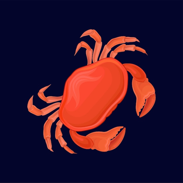 Red crab sea creature vector Illustration on a dark blue background