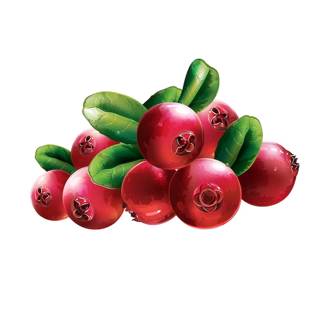 Vector red cranberries with leaves