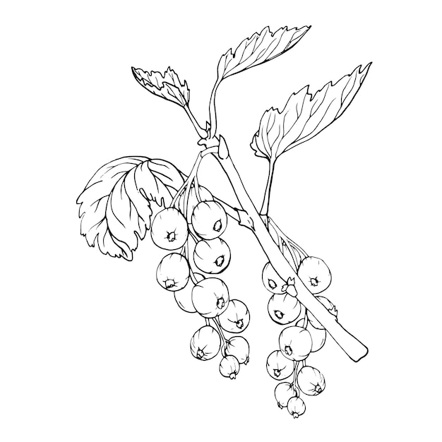 Vettore bacche di ribes rosse isolate su sfondo bianco illustrazione botanica vettoriale disegnata a mano clip art branchi di bacche schizzo frutta estiva illustrazione in stile inciso