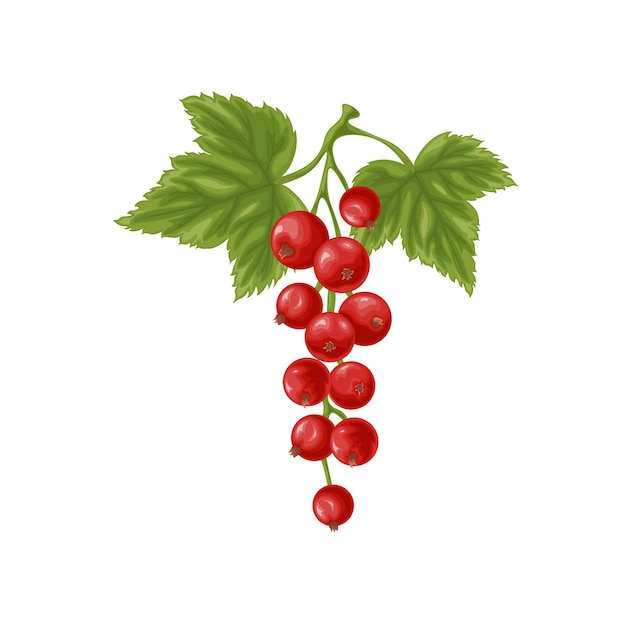 Red currant a branch with ripe red currants and green leaves a twig with ripe currant berries vector