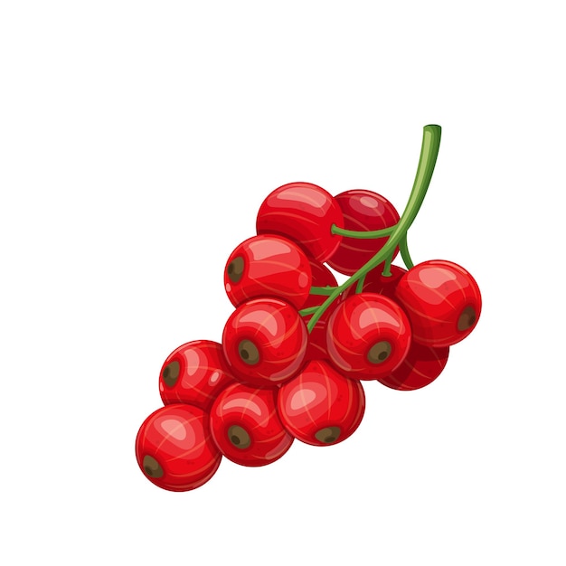 Red currant Fruit berry in cartoon style.