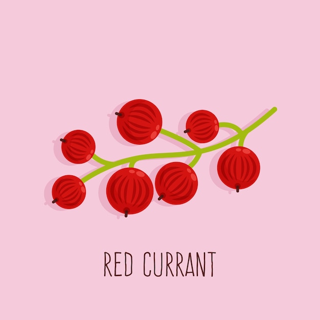 Red currant on pink background Red ripe berries vector illustration