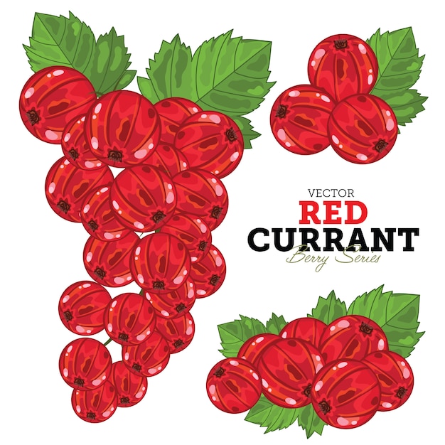 Red Currant Set