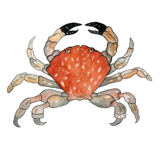 Red cute crab