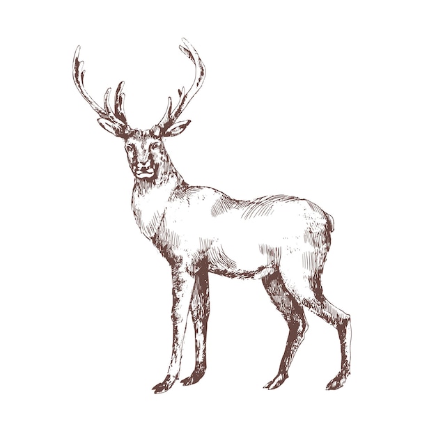 Vettore red deer disegnati a mano con linee di contorno isolate su bianco