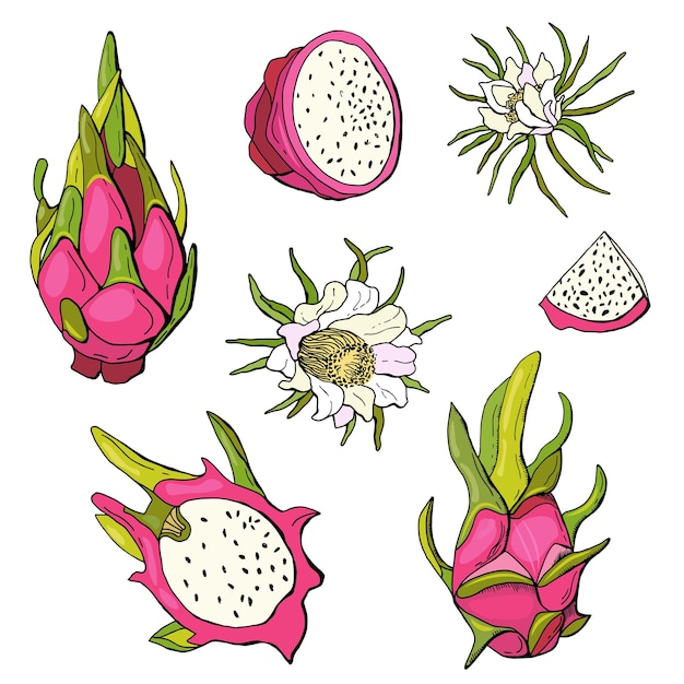 벡터 레드 드래곤 과일. pitahaya의 그려진된 세트입니다. 흰색 배경, 격리. 벡터 일러스트 레이 션.