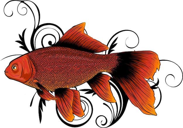 Vector red drum redfish vector illustration