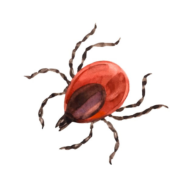 Red European forest tick. Parasite. The carrier of the infection. Traced watercolor.