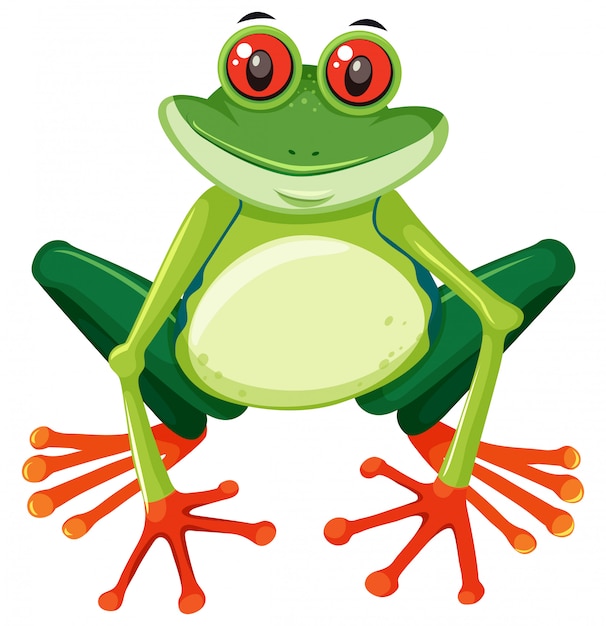 Vector red eyed tree frog on white background