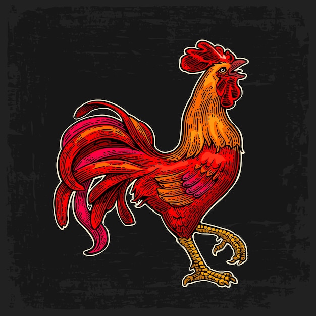 Vector red fiery rooster vintage black vector engraving illustration