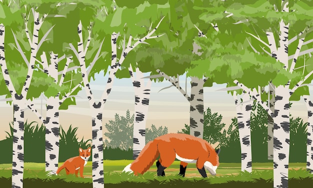 Vector red fox in a birch grove. wild animals of the forest. animals of europe and america