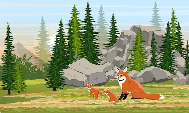 Red fox and cubs in the meadow in front of large stones and spruce forest. Wild animals