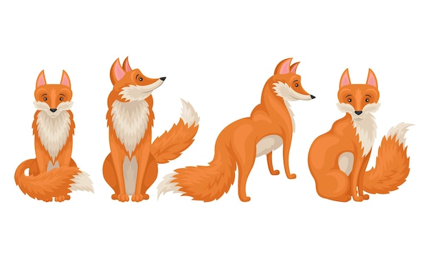 Vector red fox in different poses vector illustrations set forest carnivore mammal