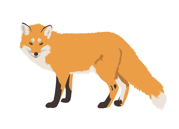 A red fox is standing on a white background.