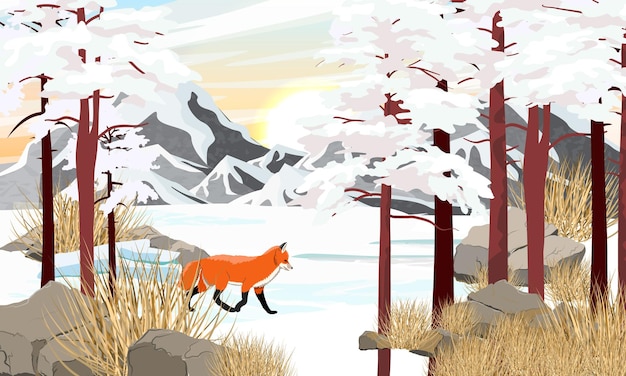 Vector the red fox vulpes vulpes runs through the mountain valley in winter at sunris