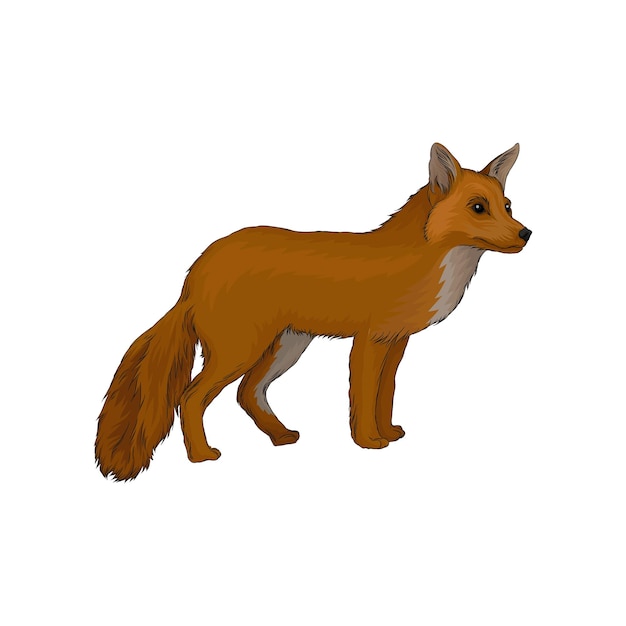 Red fox wilde noordelijke bos dierlijke vector illustratie op een witte background