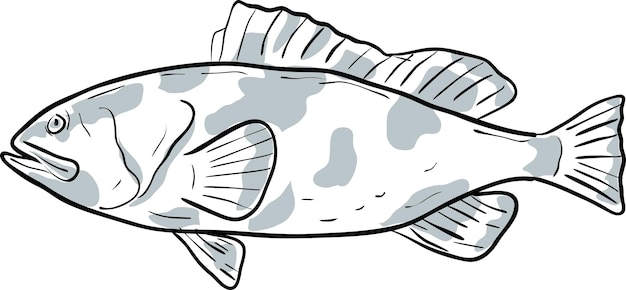 Vettore cernia rossa pesce golfo del messico disegno animato