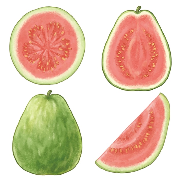 Vector red guava illustration