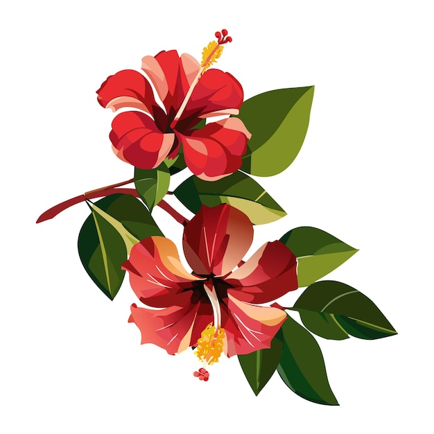 Vector red hibiscus flower tropical plant vector illustration on a white background