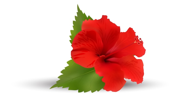 Vector red hibiscus flower vector